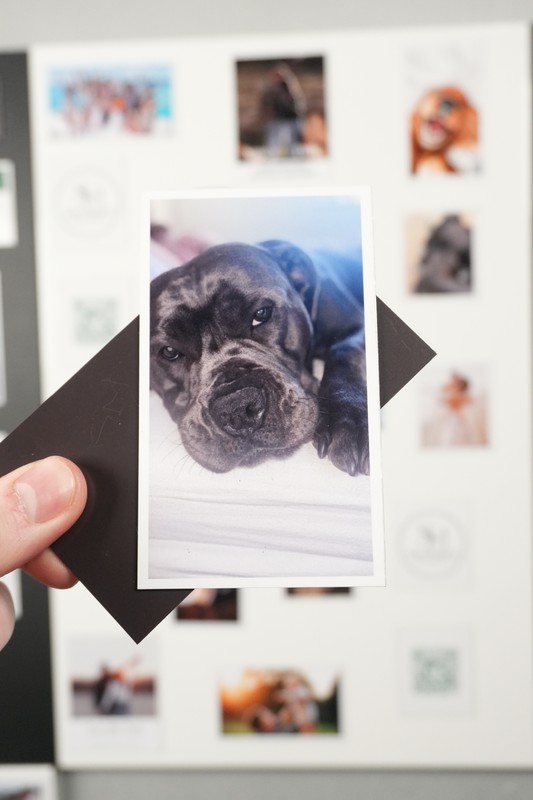Pet Magnets